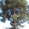 Cortar pino