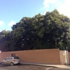 Podar 6 ficus en una vivienda