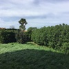 Poda cerrado jardin