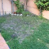 Acondicinar la tierra y plantar cesped natural en un pequeño jardín