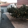 Quiero quitar dos limoneros y un naranjo