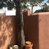 Talar un árbol en el puerto