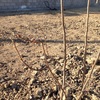Descompactar y triturar terreno