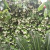 Pequeños Trabajos Jardinería