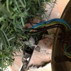 Colocación foco jardín previo reparado solado