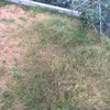 Cesped/diseño jardín