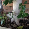 Retirar árboles de una jardinera