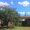 Trasplante de árbol en la misma finca
