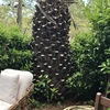Palmera en jardin