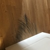 Poner Parquet o Tarima Vivienda (Completa)