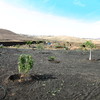 Finca en tias