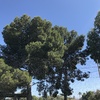 Talar dos pinos
