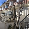 Podar arbol