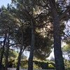 Talar árboles