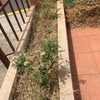 Fumigación casa reformada