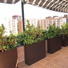 Reemplazar plantas jardineras ático madrid