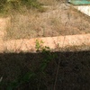 Desbrozar Jardín