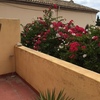 Poda de buganvilla y dos árboles