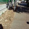 Tala chopos patio