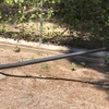 Mantener Jardín