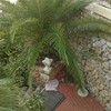 Busco jardinero