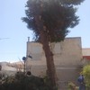 Tala de un pino en torre de la horadada