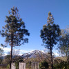 Cortar pinos