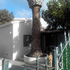 Quitar palmera de raiz