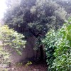 Podar cuatro árboles