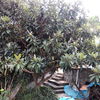 Podar arboles