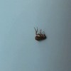 Quitar pulgas de casa