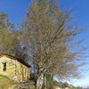 Podar o talar 6 arboles