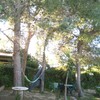 Podar 4 pinos adultos en chalet