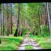 Papel pintado fondo bosque