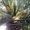 Cortar una palmera del jardín de entreda a la casa