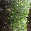 Desbrozar jardin