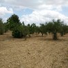 Trasplantar 20 olivos desde una parte del terreno hasta otra