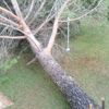 Retirar pino arrancado por las tormentas