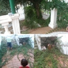 Eliminar jardín y plantas
