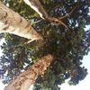 Podar 3 pinos en altura