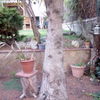 Talar arbol