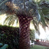 Talar una palmera canaria en zaragoza