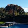 Palmera con ramas que se han bajado