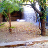 Poda arboles