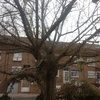 Posiblemente sacar árbol