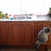 Lacar muebles cocina