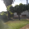 Poda palmera