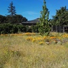 Desbrozar jardín