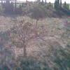 Jardineria