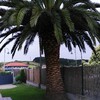 Quitar palmera
